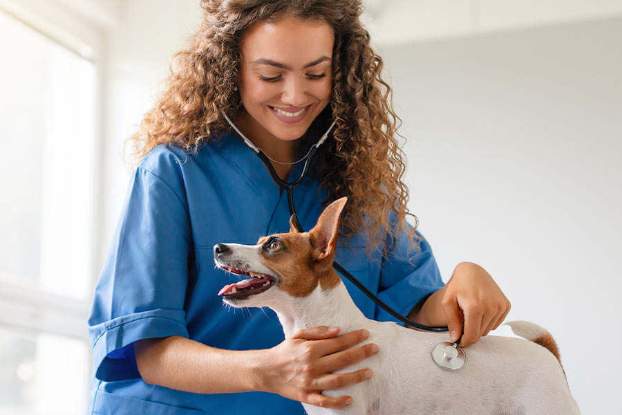 Alcateia Coworking Veterinário