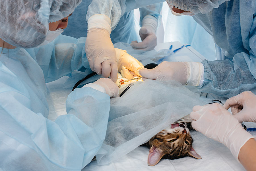 Alcateia Coworking Veterinário