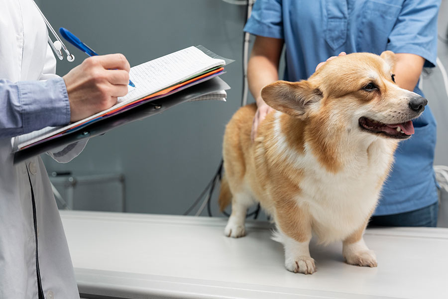 Alcateia Coworking Veterinário