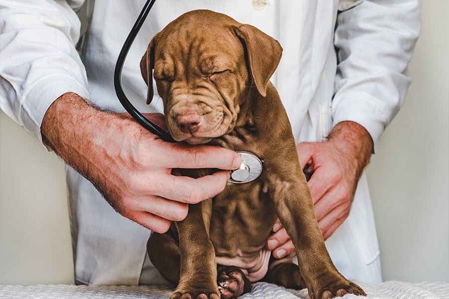 Cardiologia Veterinária